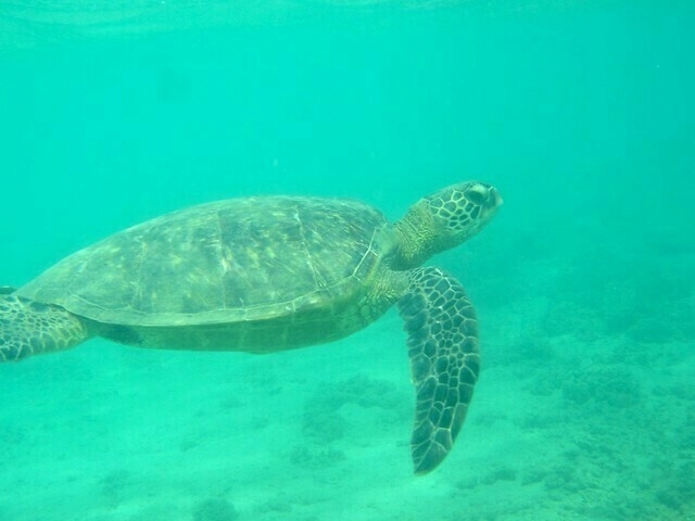 Swimming with a sea turtle